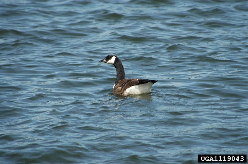 Canada Goose (Branta canadensis) {!--캐나다기러기-->; DISPLAY FULL IMAGE.