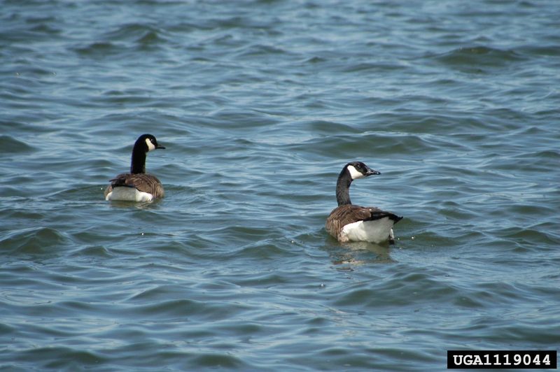 Canada Goose (Branta canadensis) {!--캐나다기러기-->; DISPLAY FULL IMAGE.