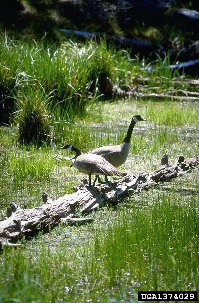 Canada Goose (Branta canadensis) {!--캐나다기러기-->; DISPLAY FULL IMAGE.