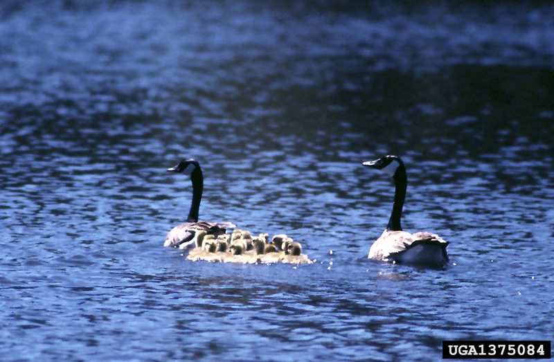 Canada Goose (Branta canadensis) {!--캐나다기러기-->; DISPLAY FULL IMAGE.