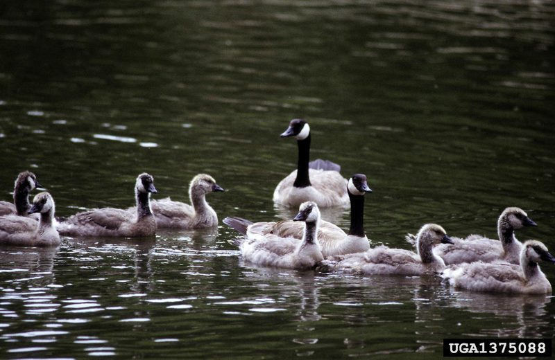 Canada Goose (Branta canadensis) {!--캐나다기러기-->; DISPLAY FULL IMAGE.