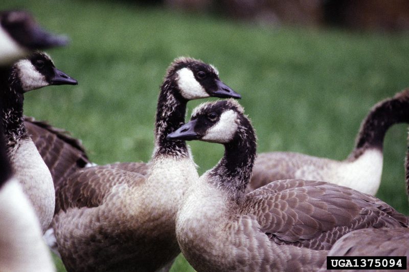 Canada Goose (Branta canadensis) {!--캐나다기러기-->; DISPLAY FULL IMAGE.