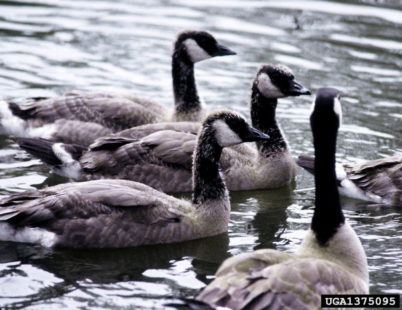 Canada Goose (Branta canadensis) {!--캐나다기러기-->; DISPLAY FULL IMAGE.