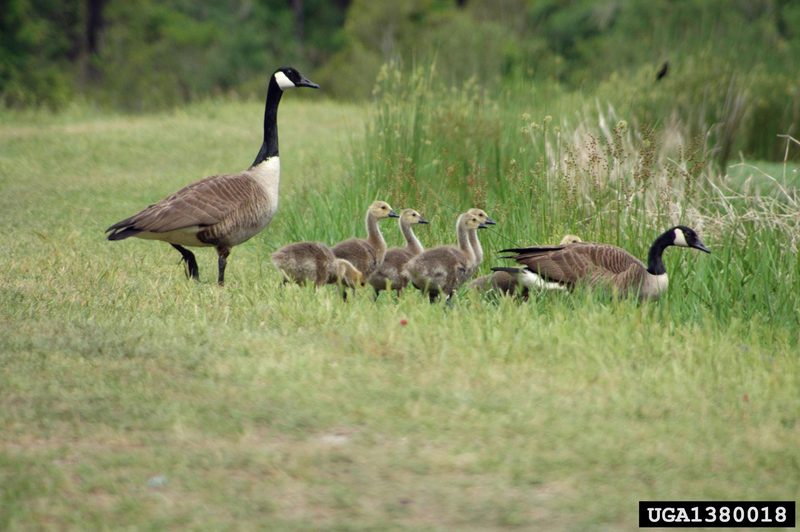 Canada Goose (Branta canadensis) {!--캐나다기러기-->; DISPLAY FULL IMAGE.