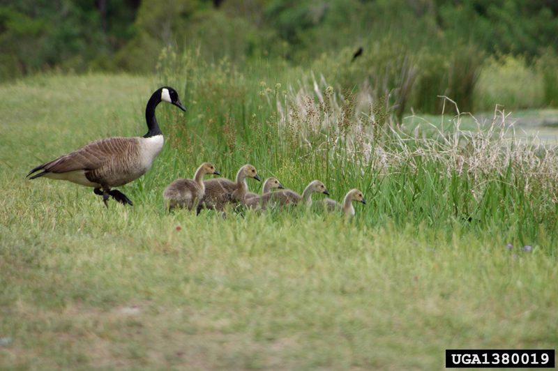 Canada Goose (Branta canadensis) {!--캐나다기러기-->; DISPLAY FULL IMAGE.