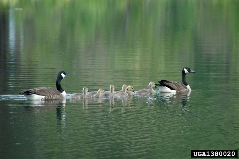 Canada Goose (Branta canadensis) {!--캐나다기러기-->; DISPLAY FULL IMAGE.