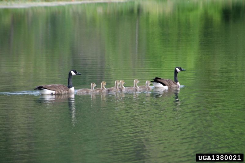 Canada Goose (Branta canadensis) {!--캐나다기러기-->; DISPLAY FULL IMAGE.