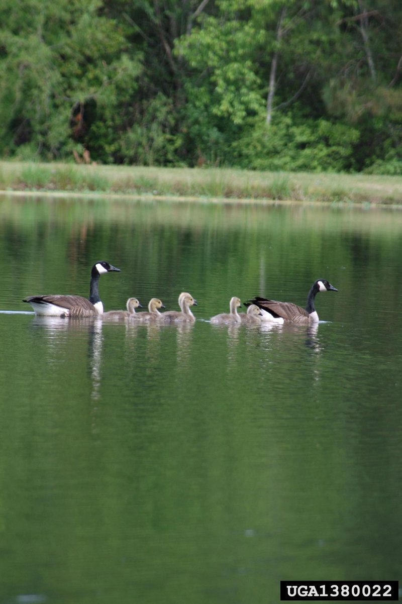Canada Goose (Branta canadensis) {!--캐나다기러기-->; DISPLAY FULL IMAGE.