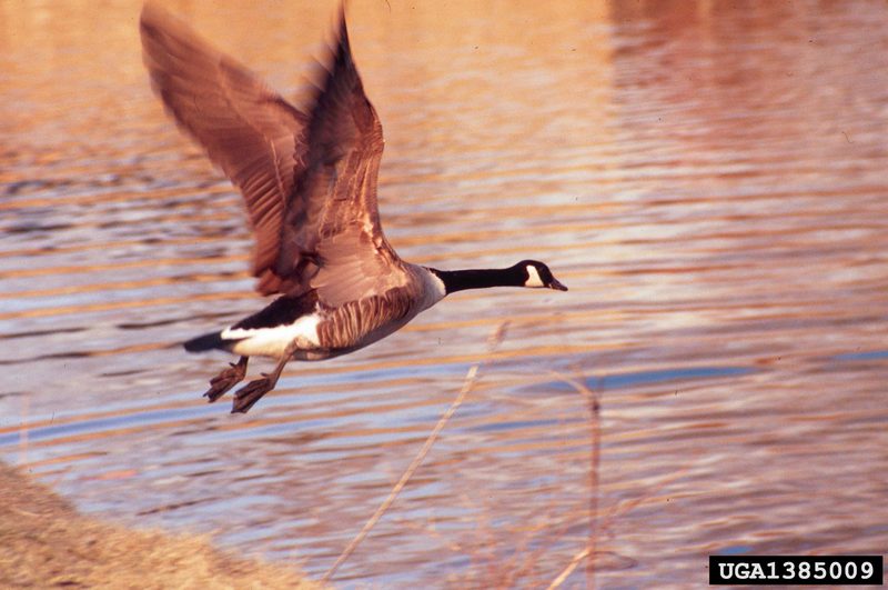 Canada Goose (Branta canadensis) {!--캐나다기러기-->; DISPLAY FULL IMAGE.