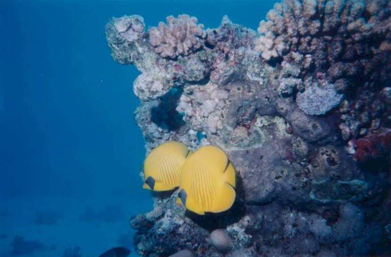 Bluecheek Butterflyfish (Chaetodon semilarvatus) {!--홍줄가면나비돔-->; DISPLAY FULL IMAGE.