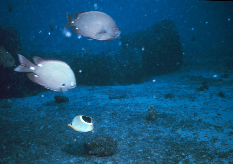 Saddle Butterflyfish (Chaetodon ephippium) {!--안장나비돔-->; DISPLAY FULL IMAGE.