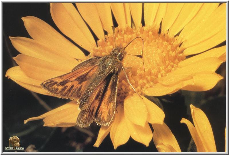 Sandhill Skipper (Polites sabuleti) {!--샌드힐팔랑나비 / 북미 팔랑나비과(Hesperiidae)-->; DISPLAY FULL IMAGE.