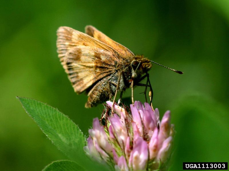 Peck's Skipper (Polites coras) {!--북미 팔랑나비과(Hesperiidae)-->; DISPLAY FULL IMAGE.