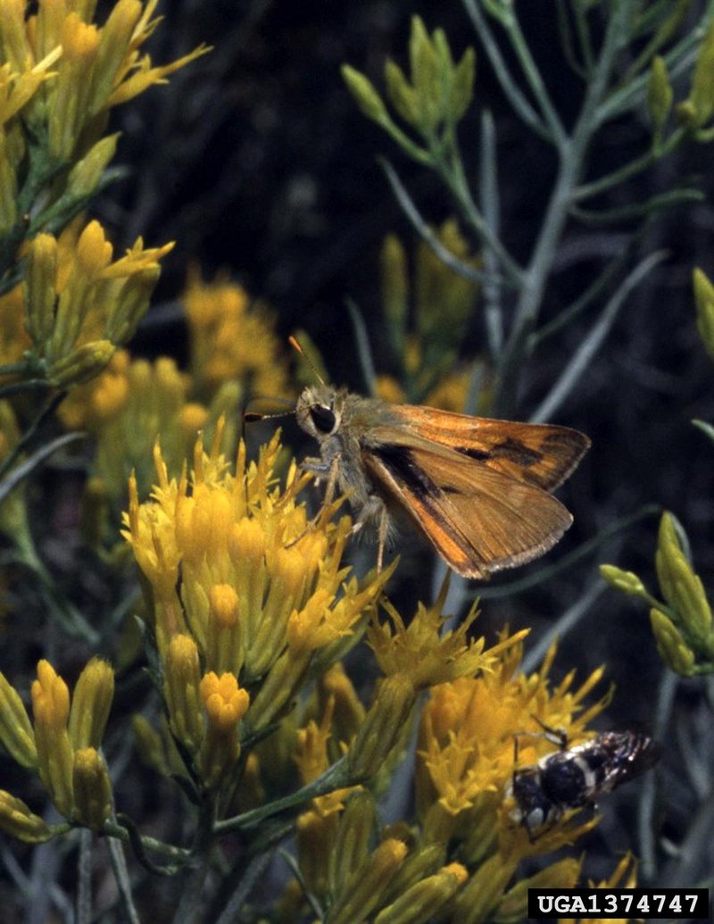 Tawny-edged Skipper (Polites themistocles) {!--북미 팔랑나비과(Hesperiidae)-->; DISPLAY FULL IMAGE.