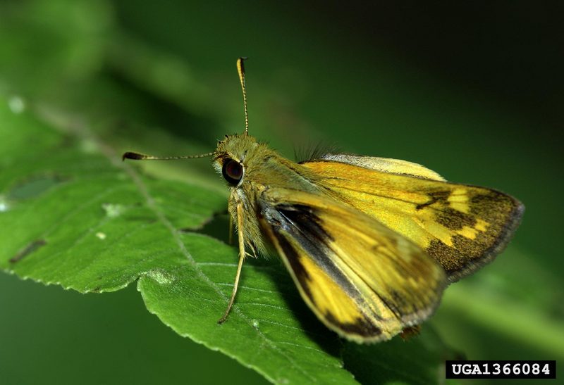 Least Skipper (Ancyloxypha numitor) {!--북미 팔랑나비과(Hesperiidae)-->; DISPLAY FULL IMAGE.