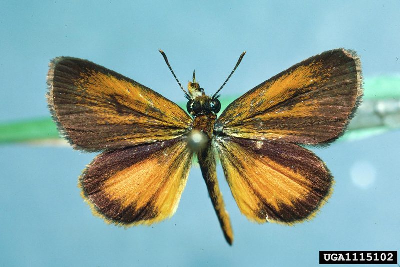 Least Skipper (Ancyloxypha numitor) {!--북미 팔랑나비과(Hesperiidae)-->; DISPLAY FULL IMAGE.