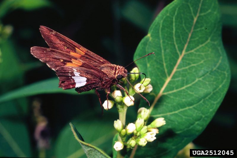 Silver-spotted Skipper (Epargyreus clarus) {!--팔랑나비과-->; DISPLAY FULL IMAGE.