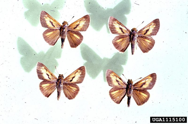 Dion Skipper (Euphyes dion) {!--팔랑나비과-->; DISPLAY FULL IMAGE.