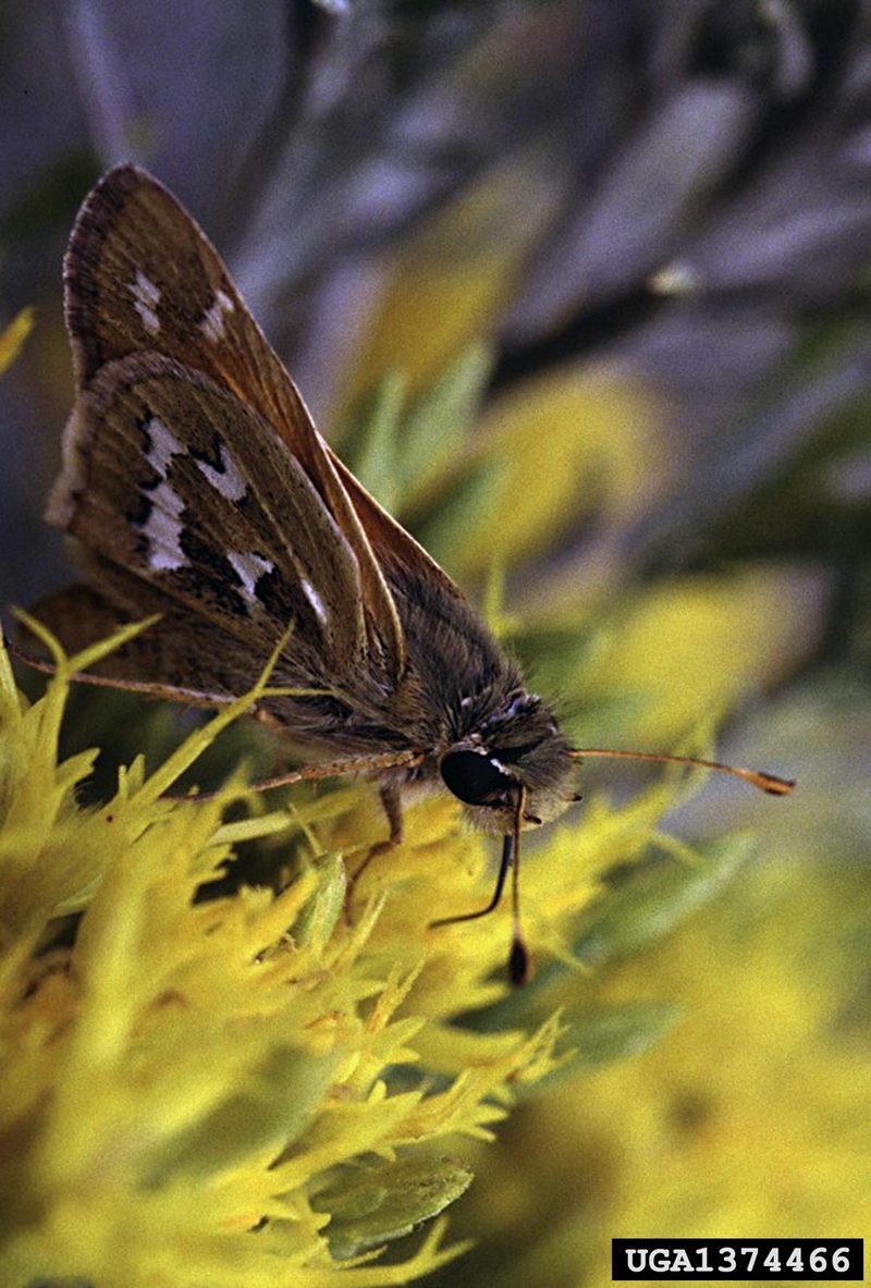 Juba Skipper (Hesperia juba) {!--팔랑나비과-->; DISPLAY FULL IMAGE.