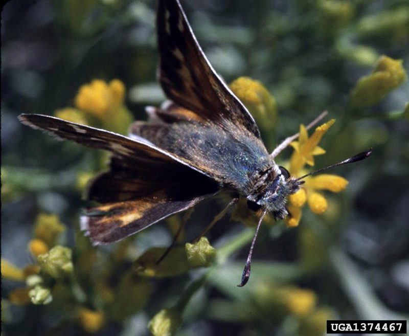 Juba Skipper (Hesperia juba) {!--팔랑나비과-->; DISPLAY FULL IMAGE.