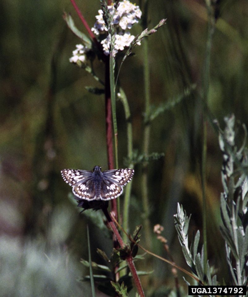 Two-banded Checkered-Skipper (Pyrgus ruralis) {!--팔랑나비과-->; DISPLAY FULL IMAGE.