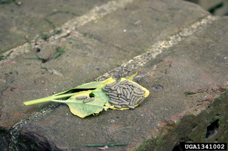 Euonymus Leaf Notcher (Pryeria sinica) larvae {!--노랑털알락나방 애벌레-->; DISPLAY FULL IMAGE.