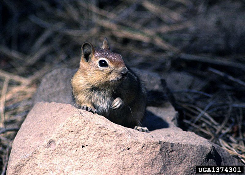 Chipmunk (Tamias sp.) {!--북미산 다람쥐류-->; DISPLAY FULL IMAGE.