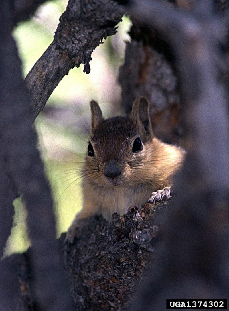 Chipmunk (Tamias sp.) {!--북미산 다람쥐류-->; DISPLAY FULL IMAGE.
