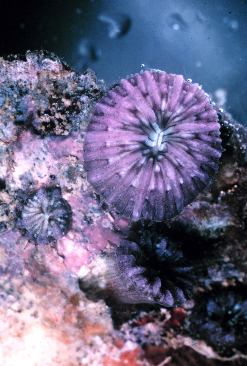 Mushroom Coral (Fungia scutaria) {!--버섯산호-->; DISPLAY FULL IMAGE.