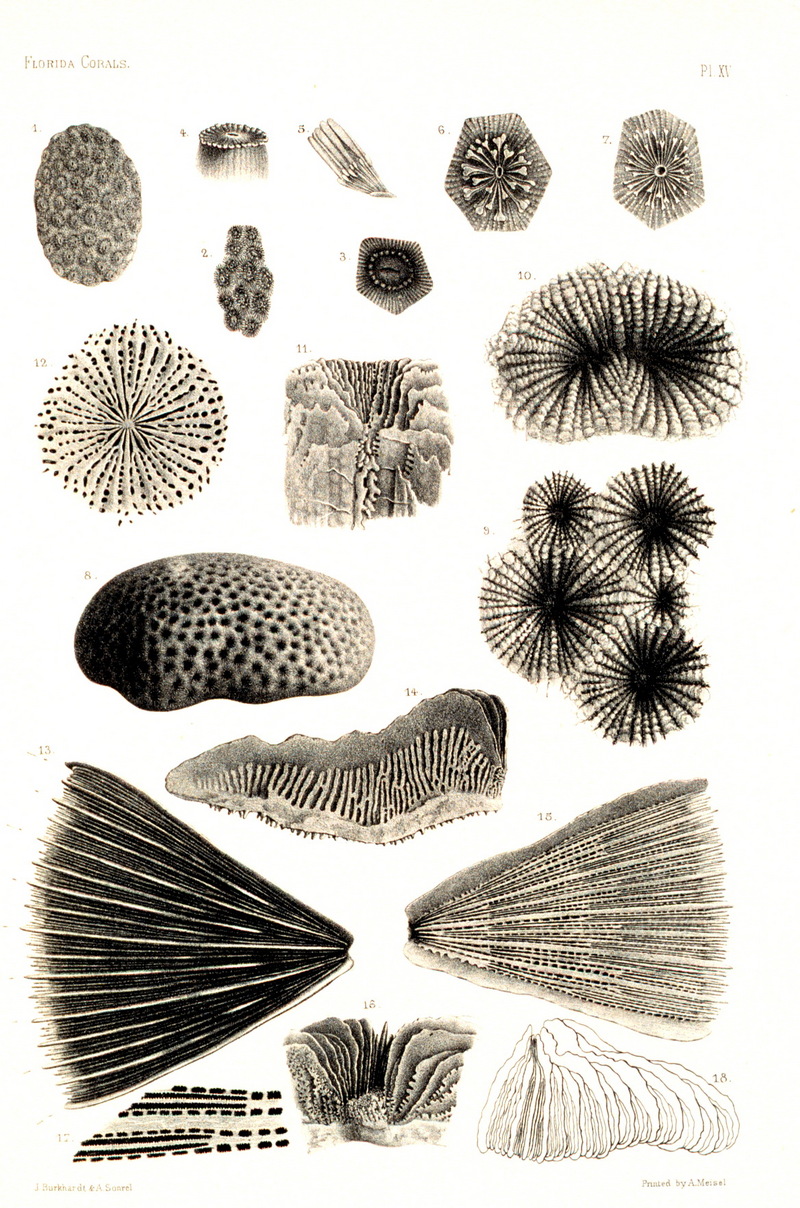 Mushroom Coral (Fungia integra) {!--버섯산호-->; DISPLAY FULL IMAGE.