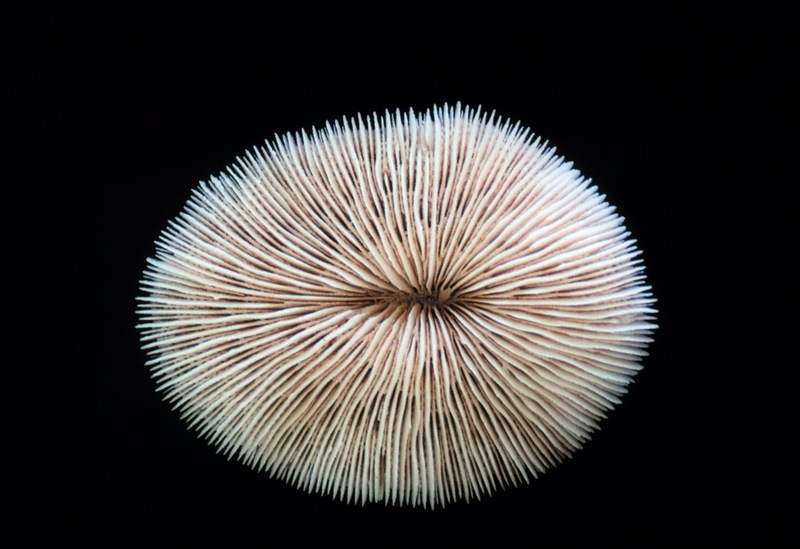 Mushroom Coral (Fungia scutaria) {!--버섯산호-->; DISPLAY FULL IMAGE.