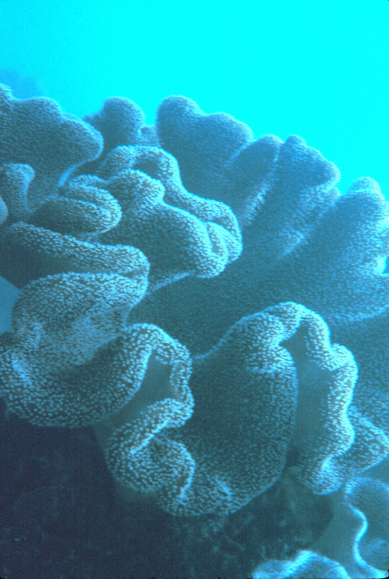 Coral polyps (Anthozoa) {!--산호 폴립-->; DISPLAY FULL IMAGE.