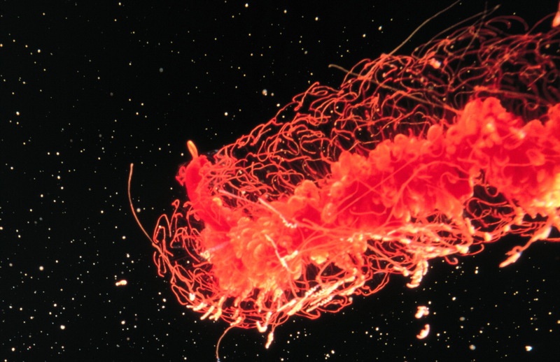 Physonect Siphonophore (Nanomia cara) {!--관해파리-->; DISPLAY FULL IMAGE.