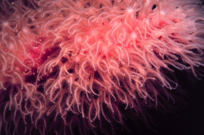 Soft Coral (Anthozoa) polyps {!--연산호 폴립-->; DISPLAY FULL IMAGE.