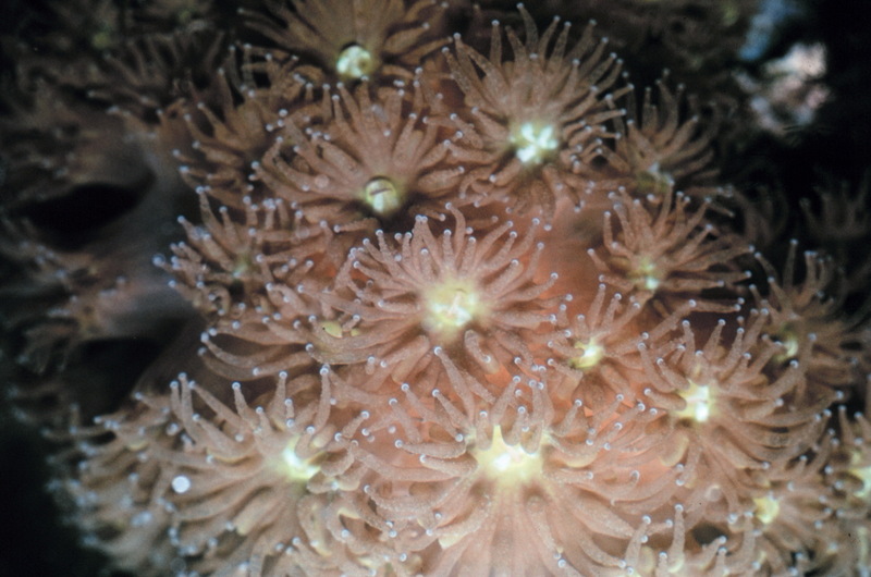 Coral polyps (Anthozoa) {!--산호 폴립-->; DISPLAY FULL IMAGE.