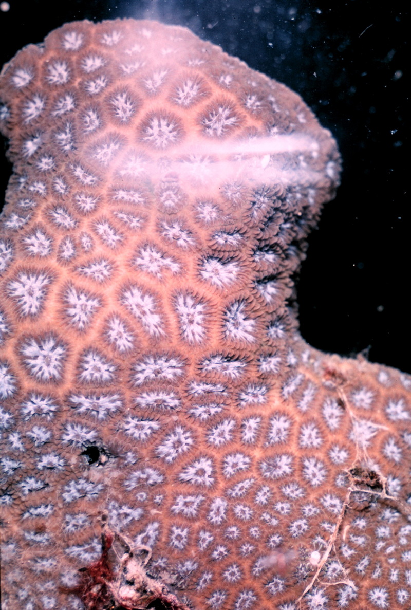 Coral polyps (Anthozoa) {!--산호 폴립-->; DISPLAY FULL IMAGE.