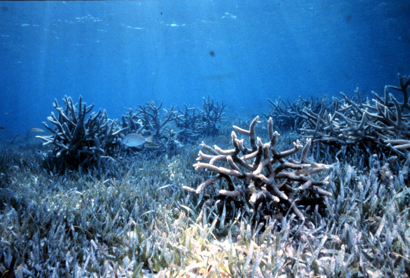 Staghorn Coral (Acroporidae) {!--가지산호류-->; DISPLAY FULL IMAGE.