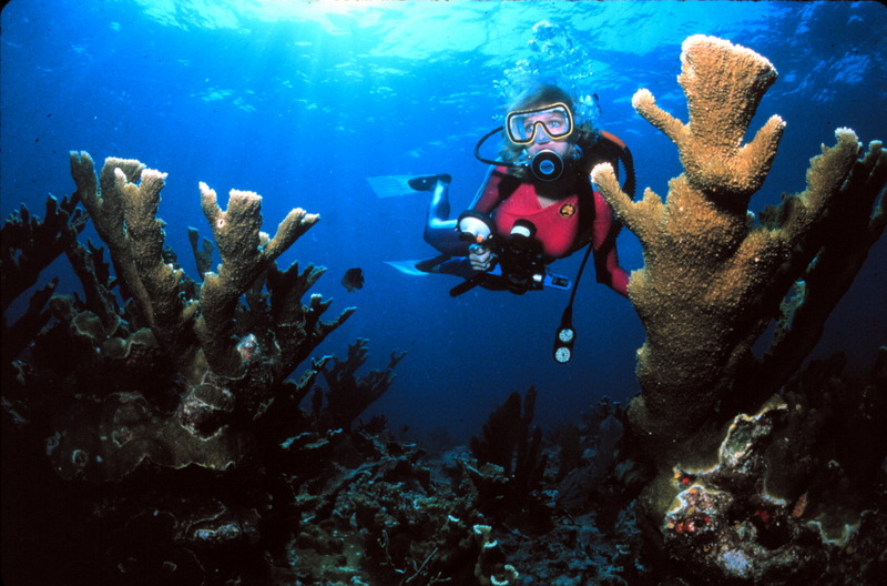 Staghorn Coral (Acroporidae) {!--가지산호류-->; DISPLAY FULL IMAGE.