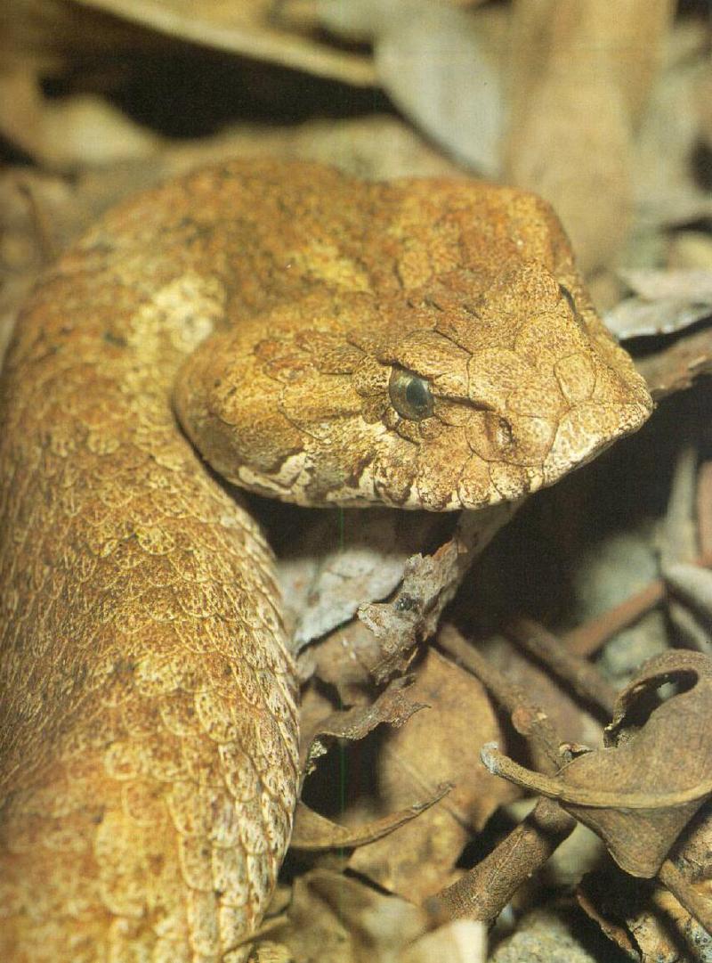 Death Adder (Acanthophis sp.) {!--호주살모사-->; DISPLAY FULL IMAGE.