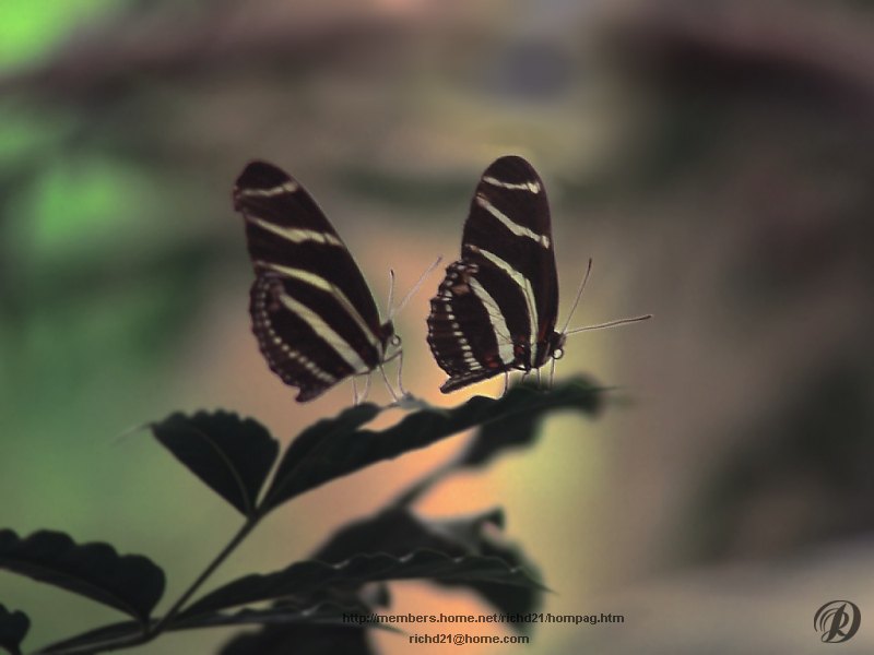 Zebra Longwing Butterfly (Heliconius charitonius) {!--얼룩말독나비-->; DISPLAY FULL IMAGE.