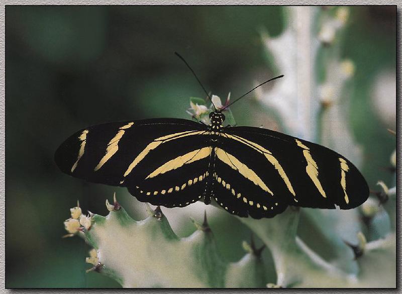 Zebra Longwing Butterfly (Heliconius charitonius) {!--얼룩말독나비-->; DISPLAY FULL IMAGE.