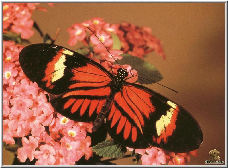 Common Postman Butterfly (Heliconius melpomene) {!--노랑띠붉은무늬독나비-->; DISPLAY FULL IMAGE.