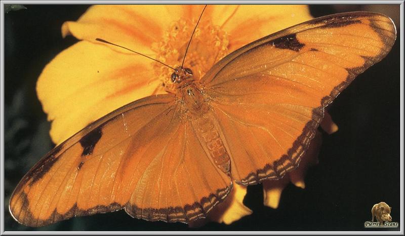 Julia Heliconian (Dryas julia) {!--오렌지독나비-->; DISPLAY FULL IMAGE.