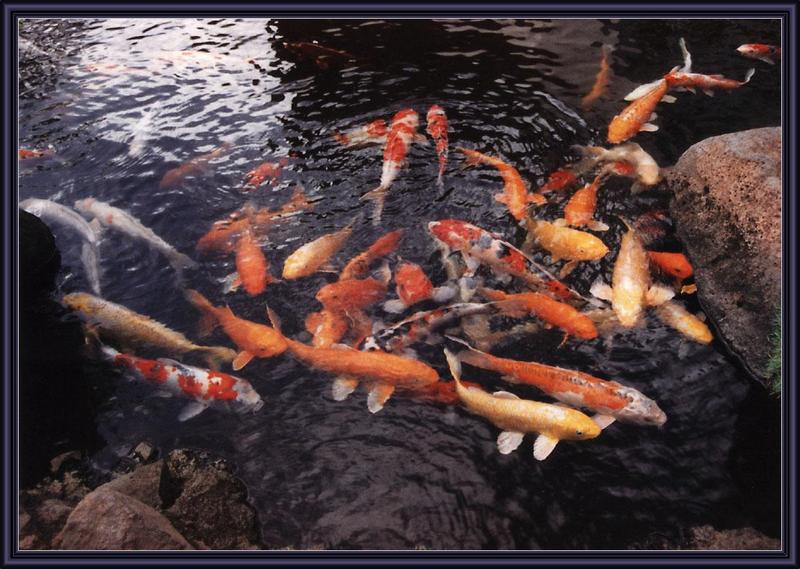 Koi (Cyprinus carpio) {!--비단잉어-->; DISPLAY FULL IMAGE.