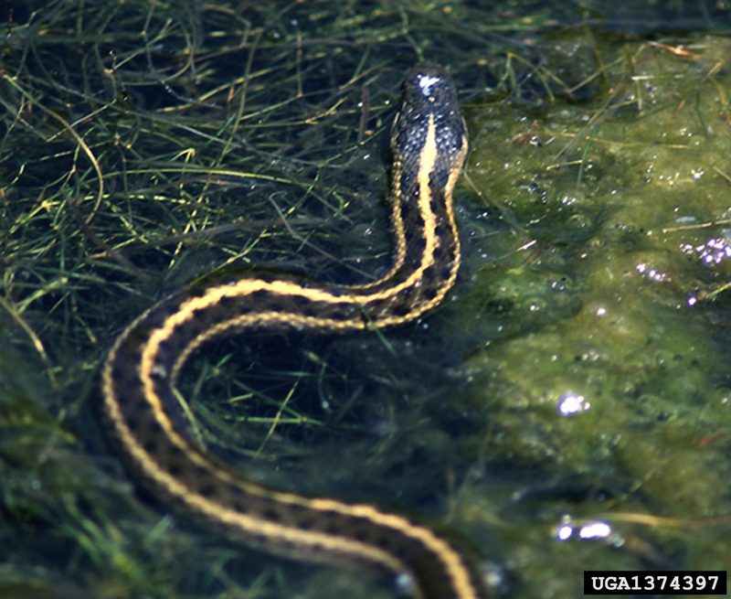 Garter Snake (Thamnophis  sp) {!--가터얼룩뱀류-->; DISPLAY FULL IMAGE.