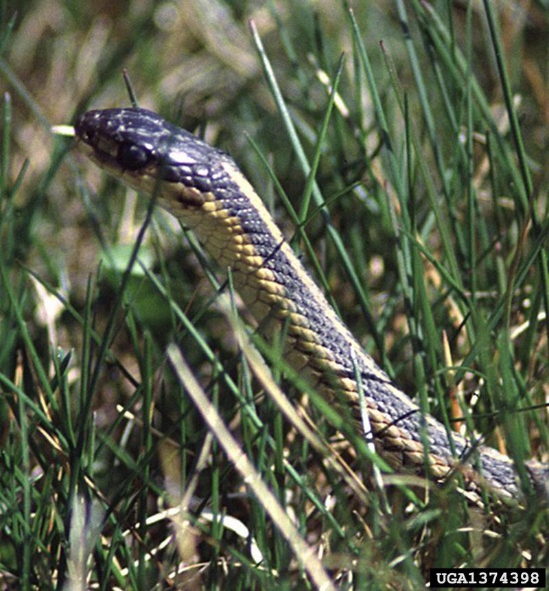 Garter Snake (Thamnophis  sp) {!--가터얼룩뱀류-->; DISPLAY FULL IMAGE.