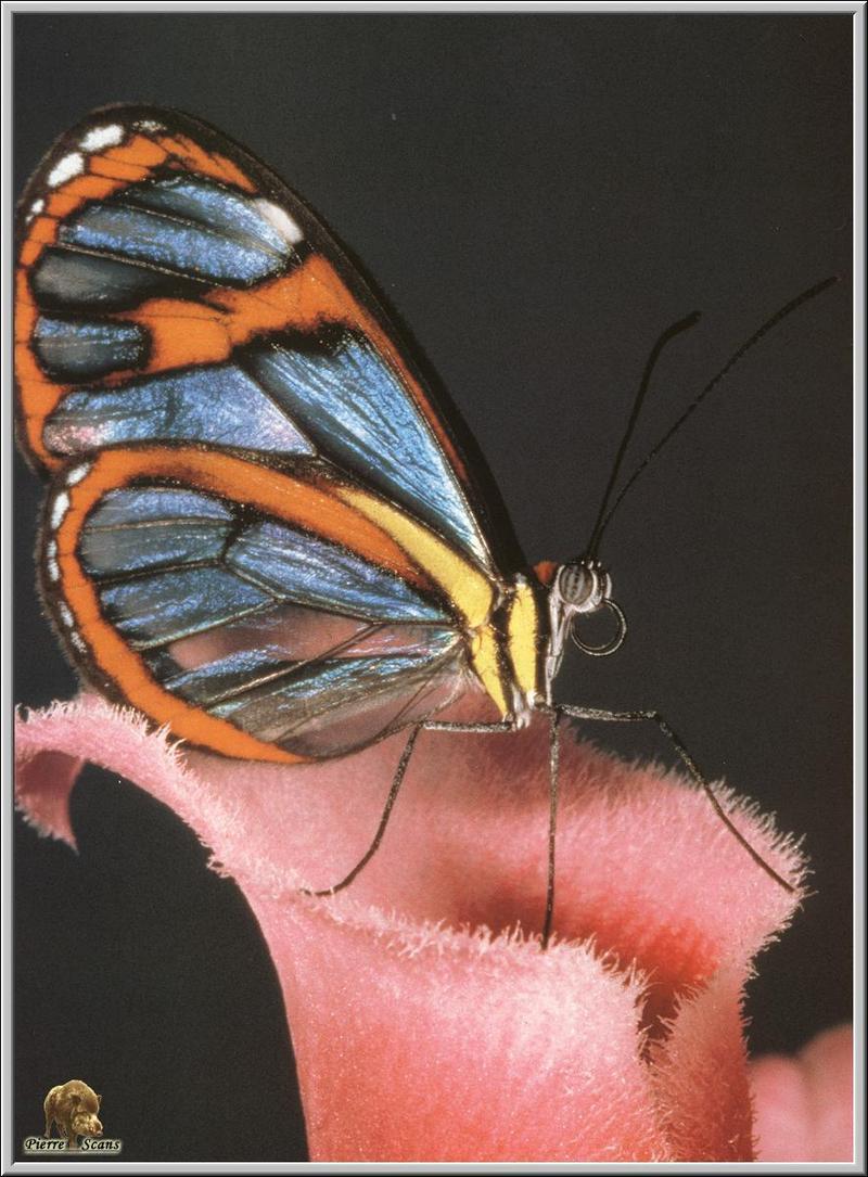 Glasswing Butterfly; DISPLAY FULL IMAGE.