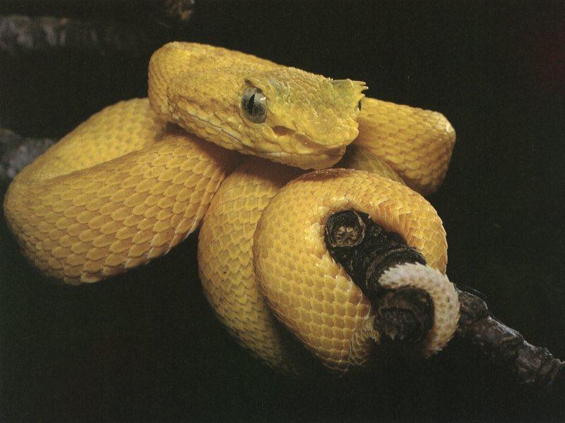 Eyelash Viper (Bothriechis schlegelii) {!--눈썹살모사-->; DISPLAY FULL IMAGE.