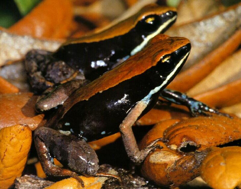 Brown Mantella (Mantella betsileo) {!--갈색만텔라-->; DISPLAY FULL IMAGE.