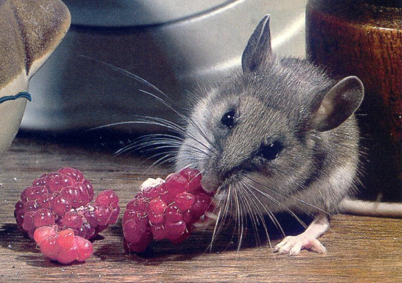 Deer Mouse (Peromyscus maniculatus) {!--사슴쥐-->; DISPLAY FULL IMAGE.